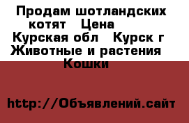 Продам шотландских котят › Цена ­ 500 - Курская обл., Курск г. Животные и растения » Кошки   